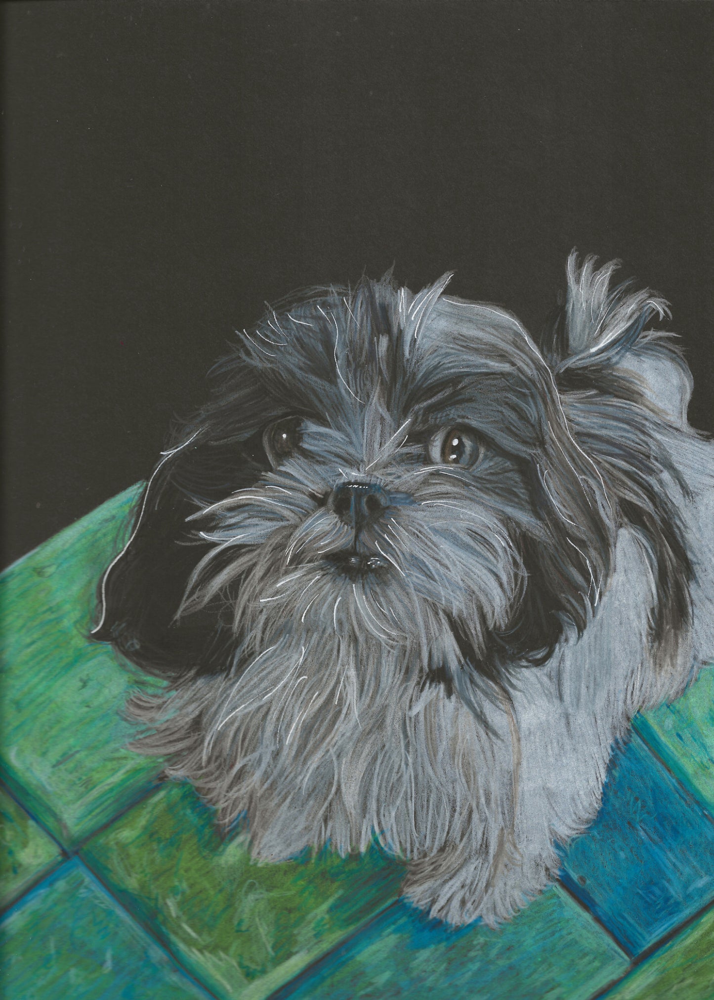 Shih Tzu Print