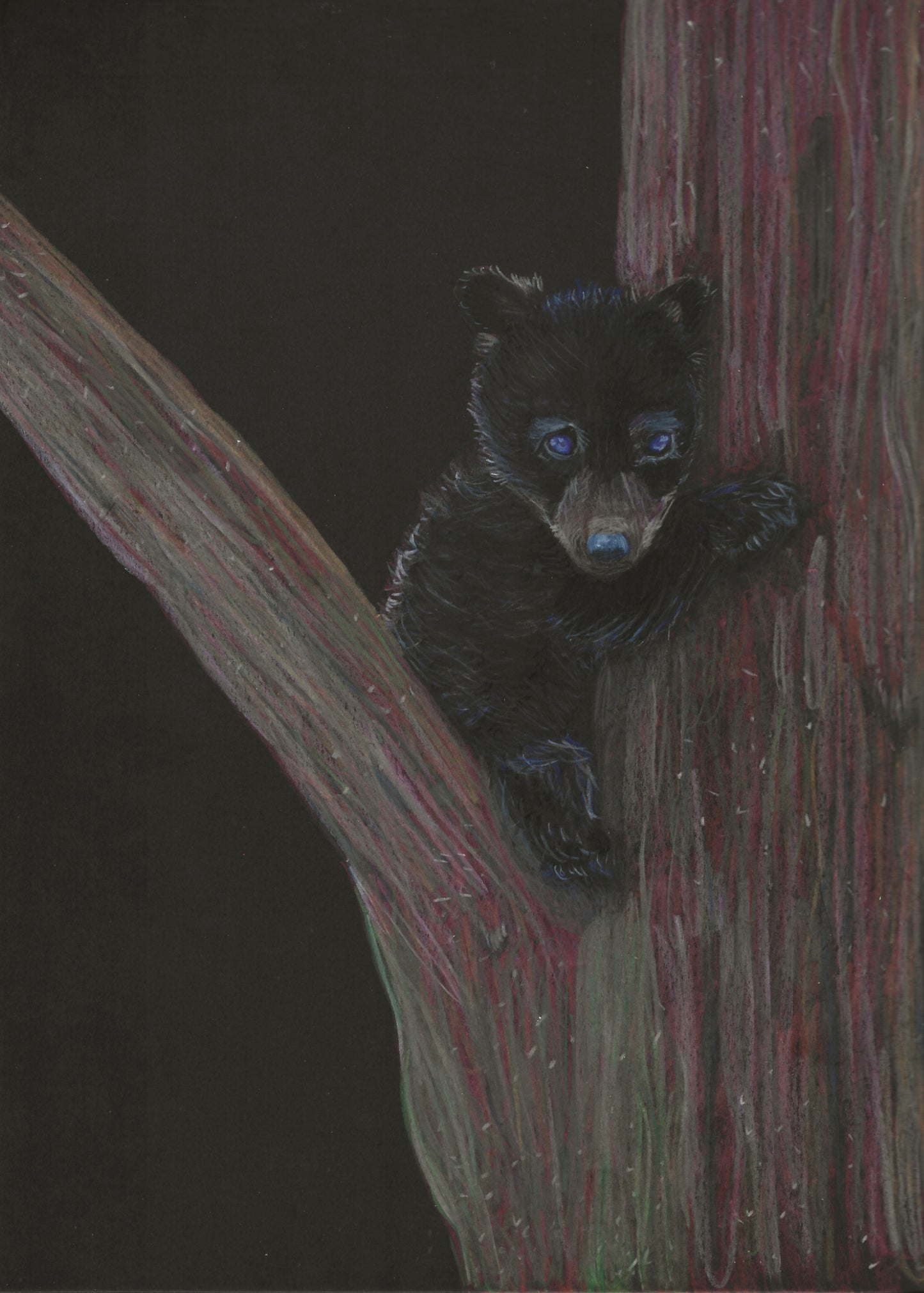 Baby Black Bear Print