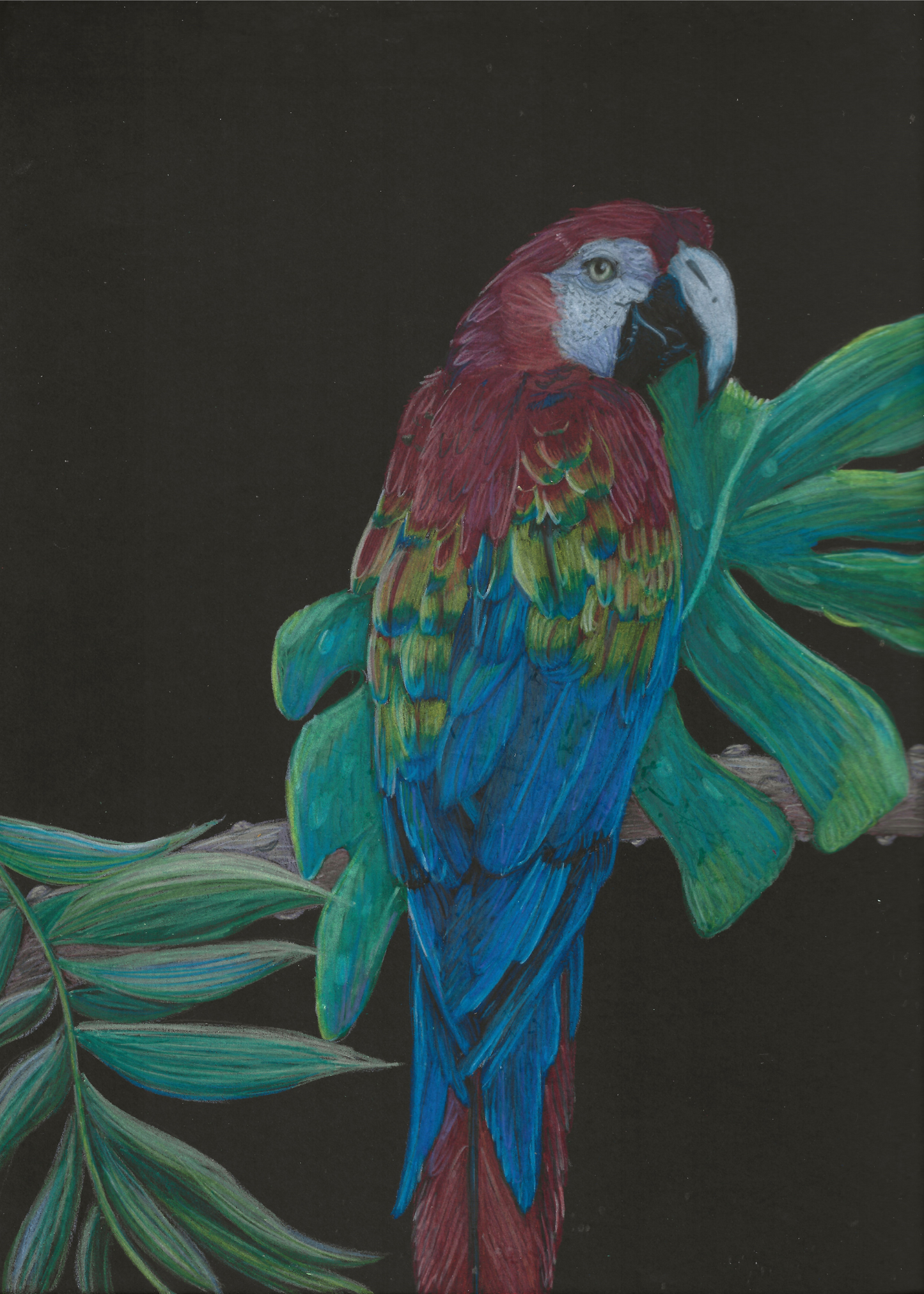 Scarlett Macaw Print