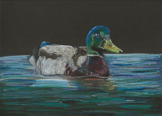 Mallard Duck Print